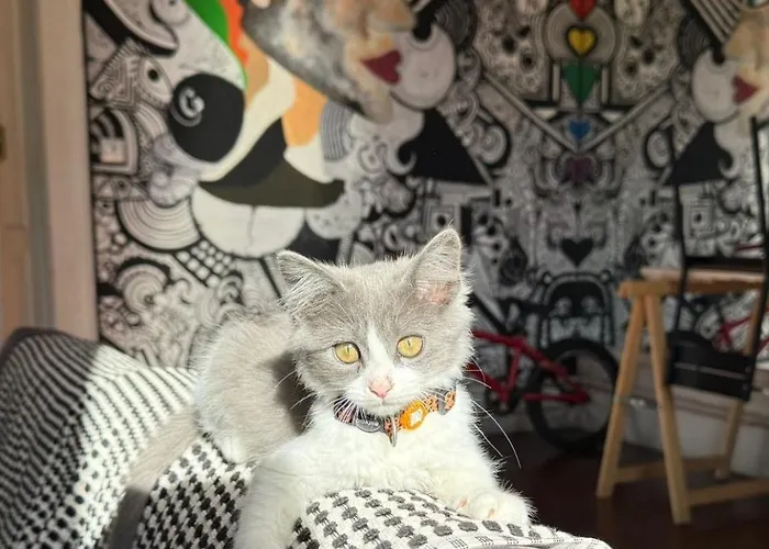 旅馆 Dona Rose Old Town 大加那利岛拉斯帕尔马斯